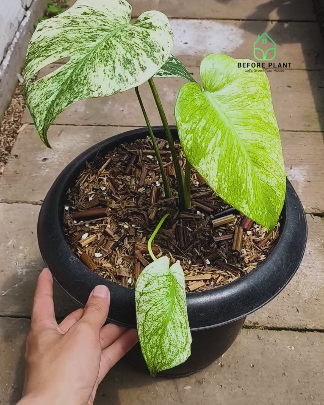 Monstera Silver Star