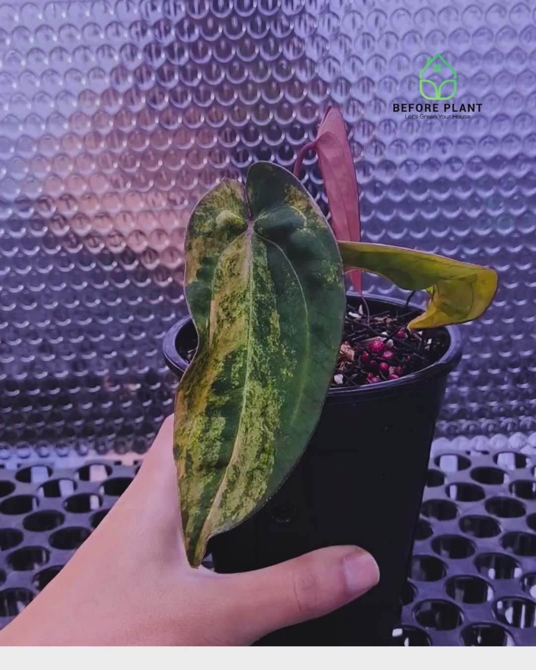 Anthurium Red Devil x ( Papi x Red Crystal )