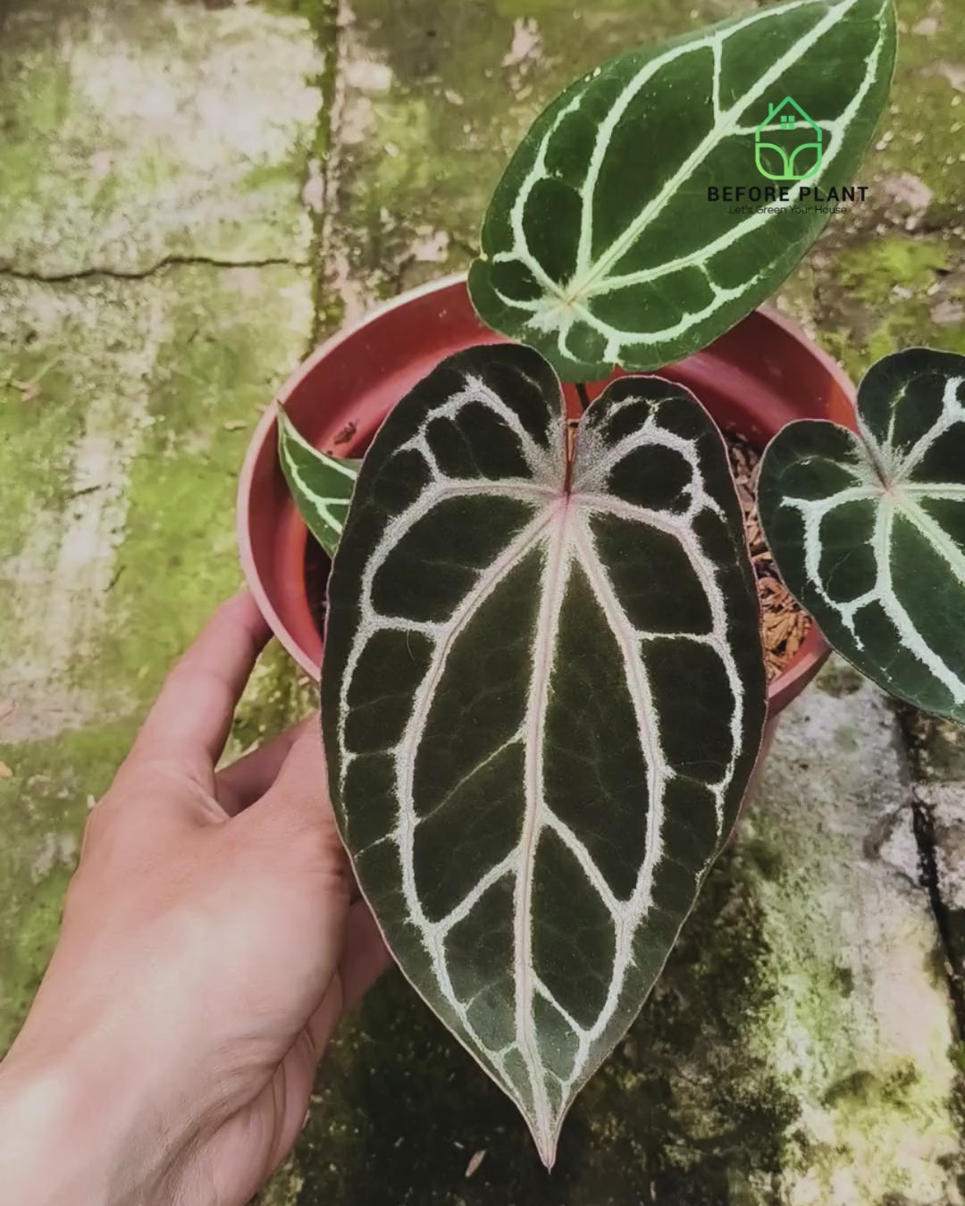 Anthurium BVIT X( Zara x Michelle )