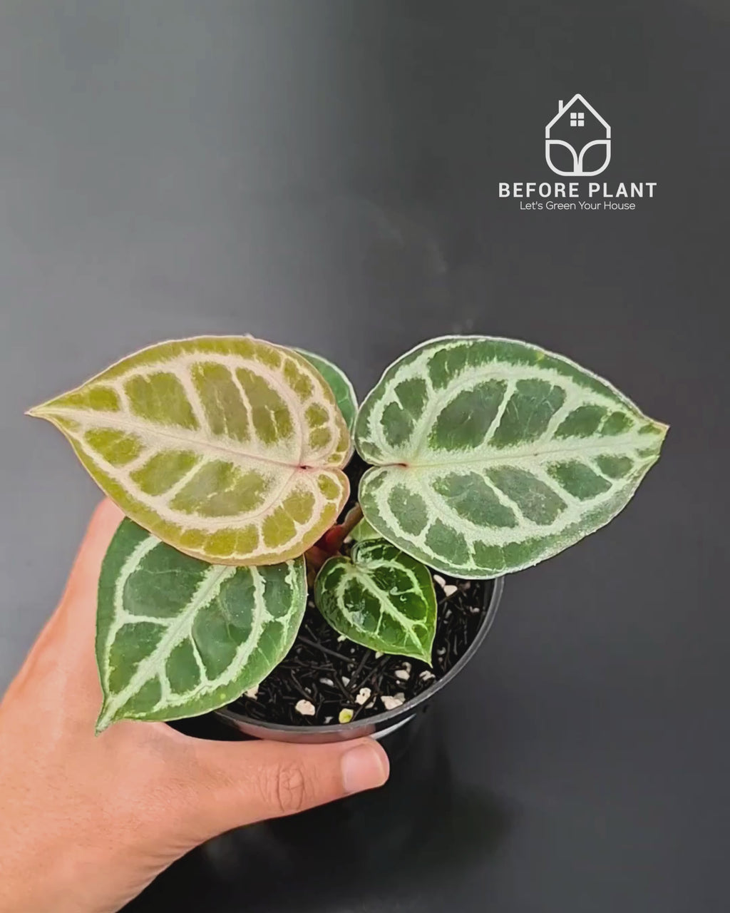 Anthurium King Of Spades / HU x Red Crystal NSE