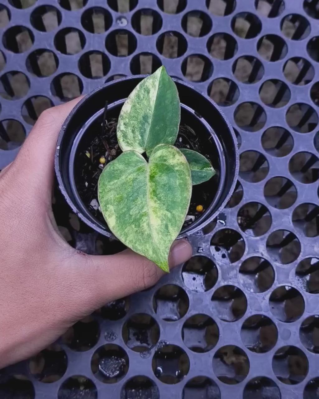Anthurium Black Venom x RVC Michelle