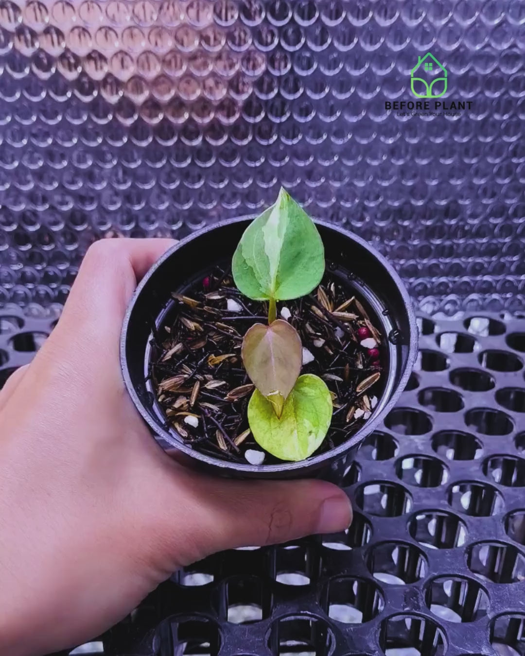 Anthurium King of Spades (HU)