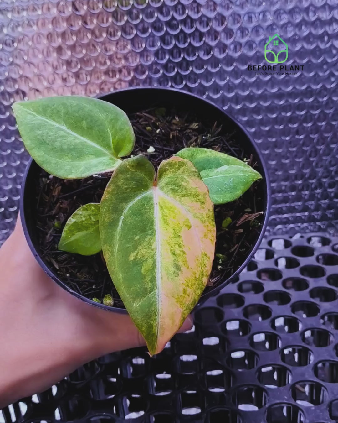 Anthurium Michelle Variegated x Self (Michelle Variegated)