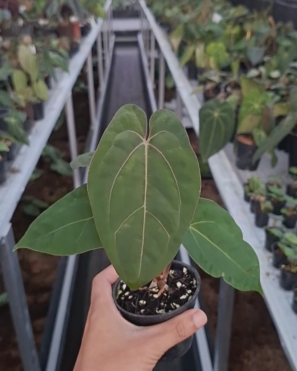 Anthurium Blood of Blue x Indigo