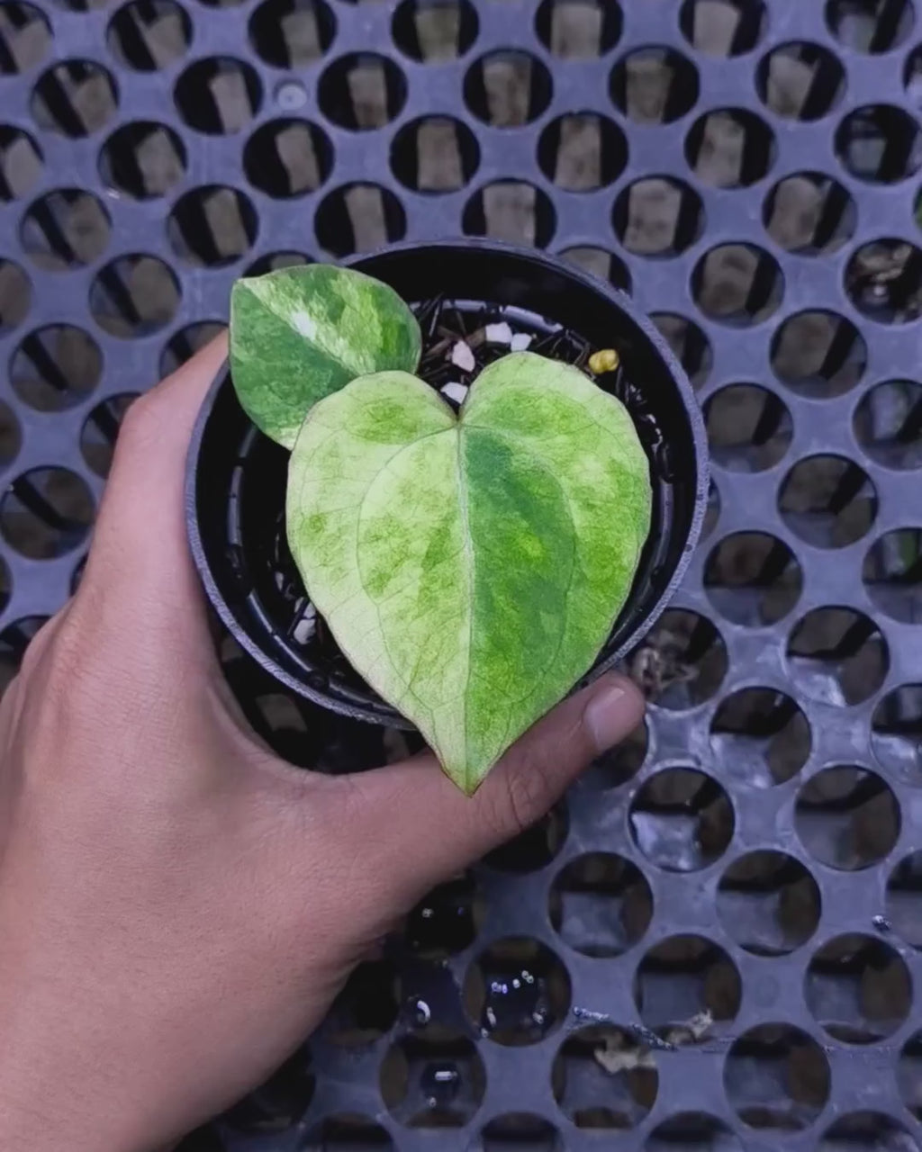 Anthurium Black Venom x RVC Michelle