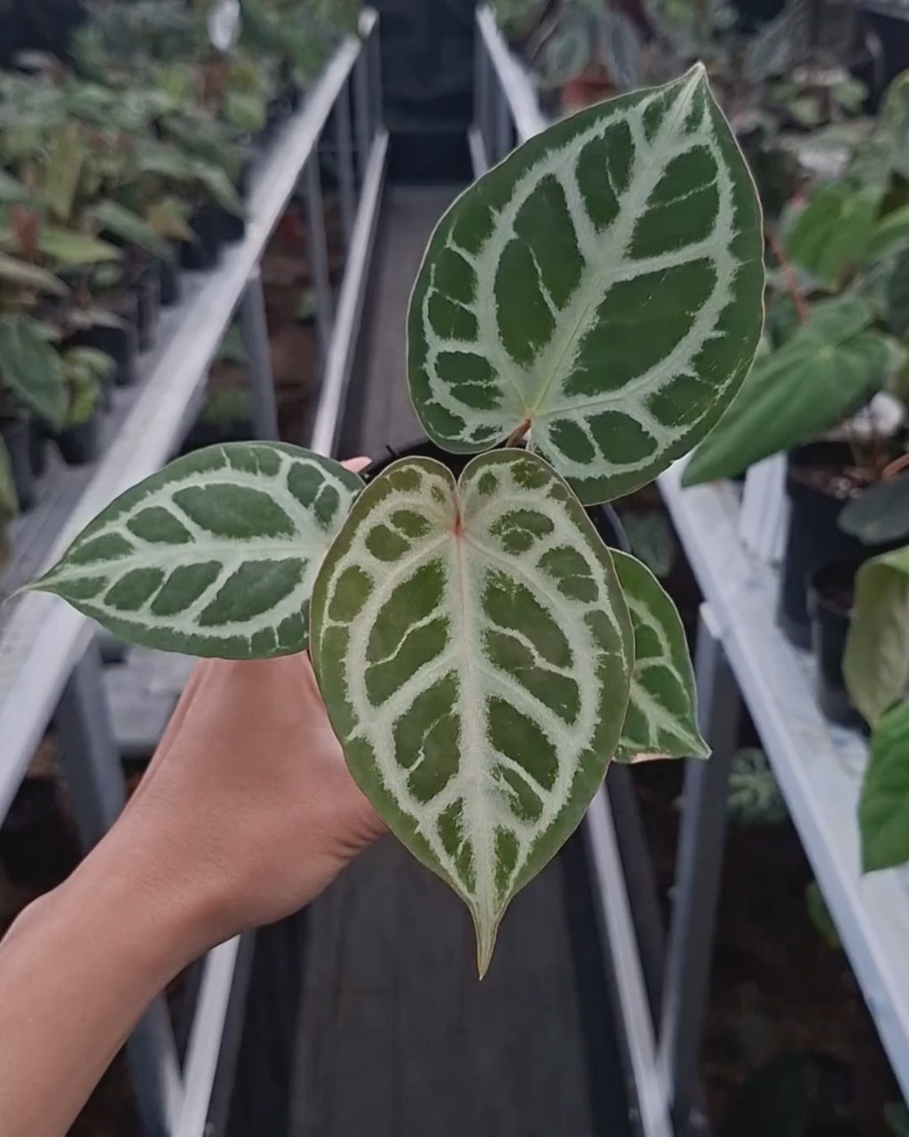 Anthurium Silver x Michelle