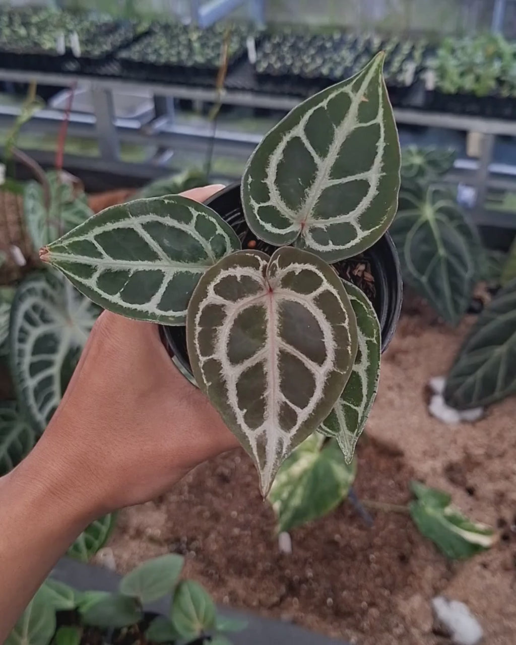 Anthurium Red Tiger