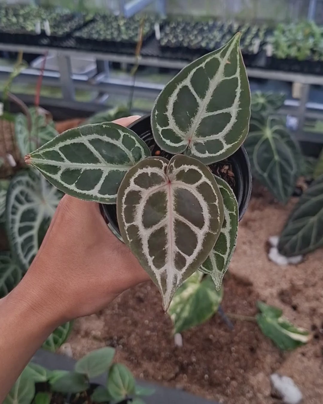 Anthurium Red Tiger