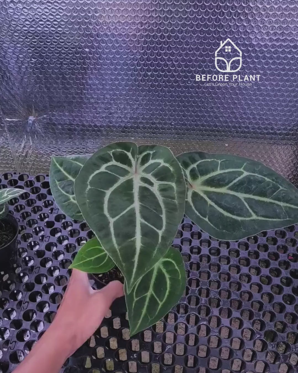 Anthurium Panglima x King Of Spades ( KOS/HU )