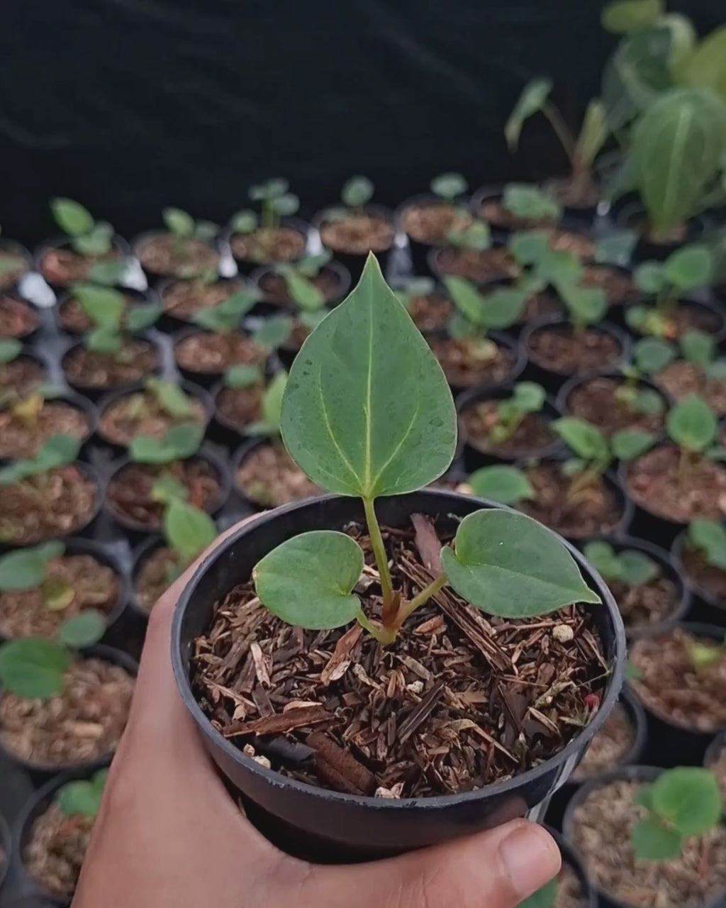 Anthurium King Of Spades / HU