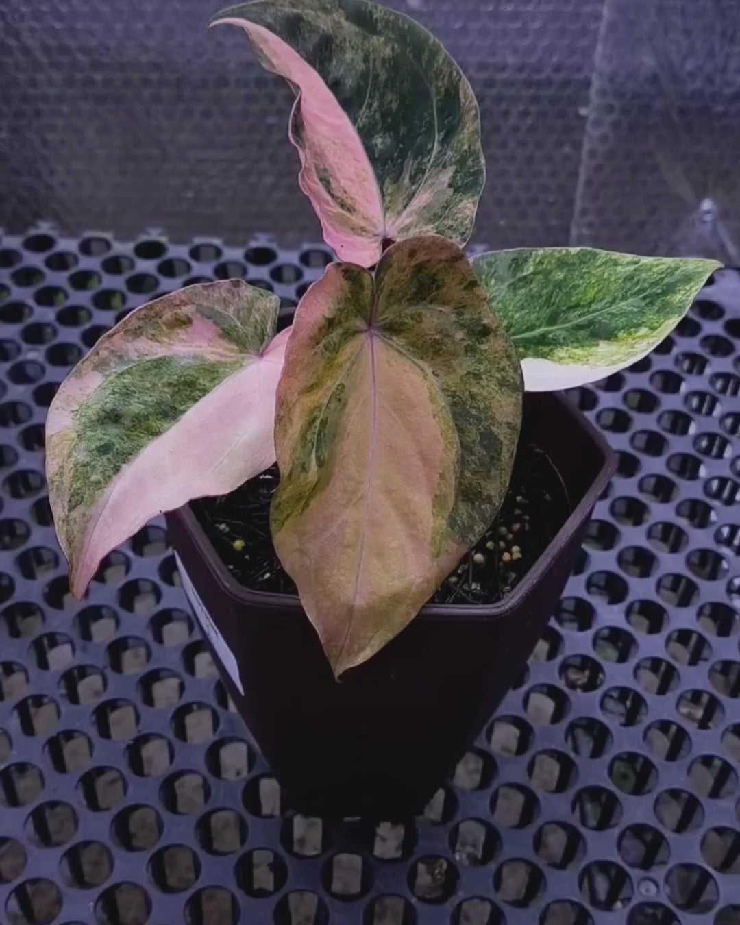 Anthurium Papillilaminum Pink x Red Crystal