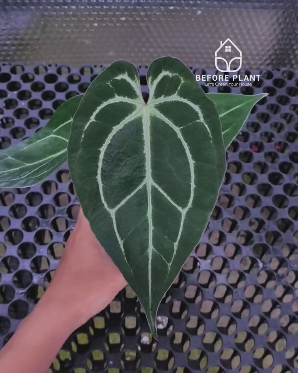 Anthurium Panglima x King Of Spades ( KOS/HU )