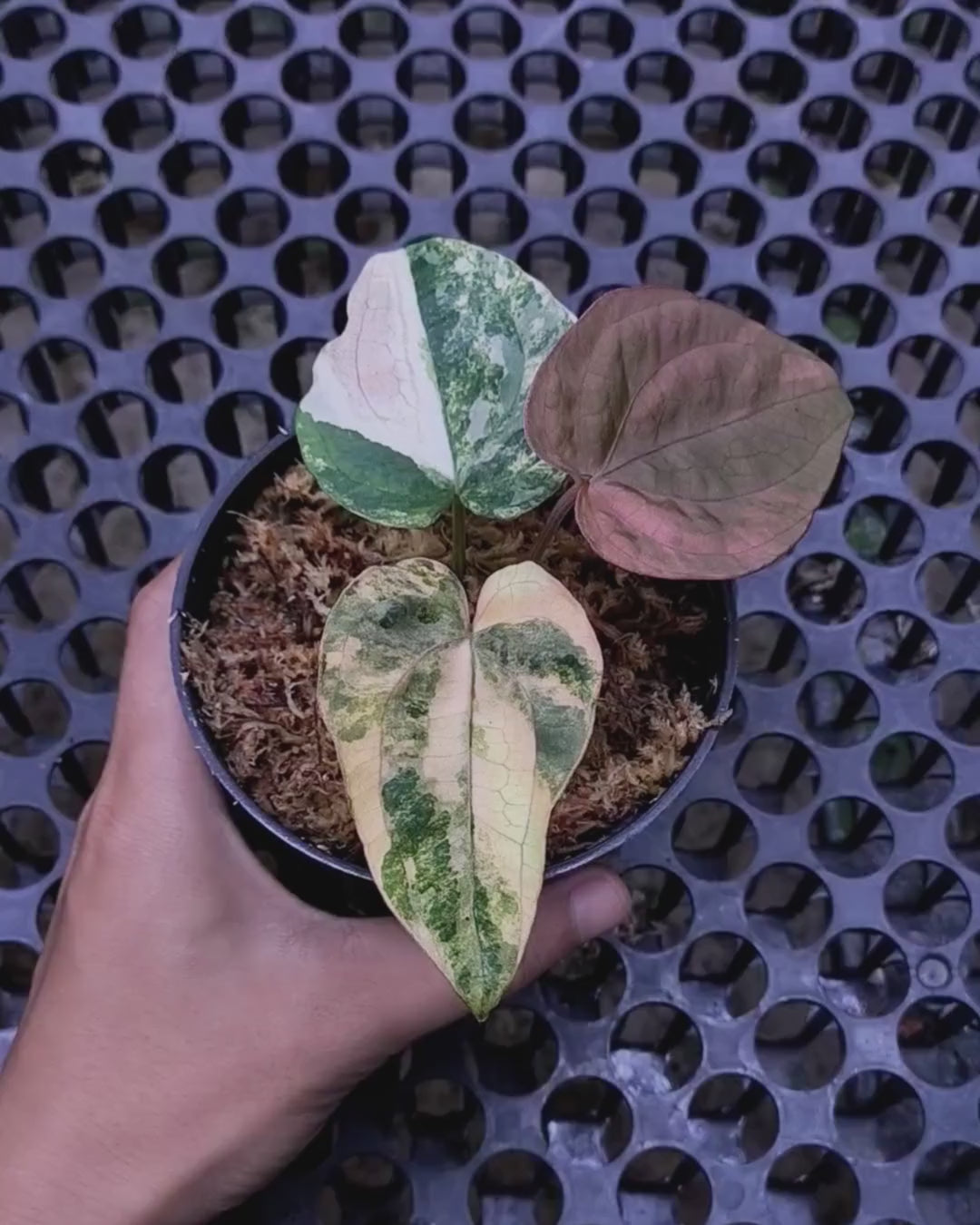 Anthurium Papillilaminum Variegated x Dressleri RG