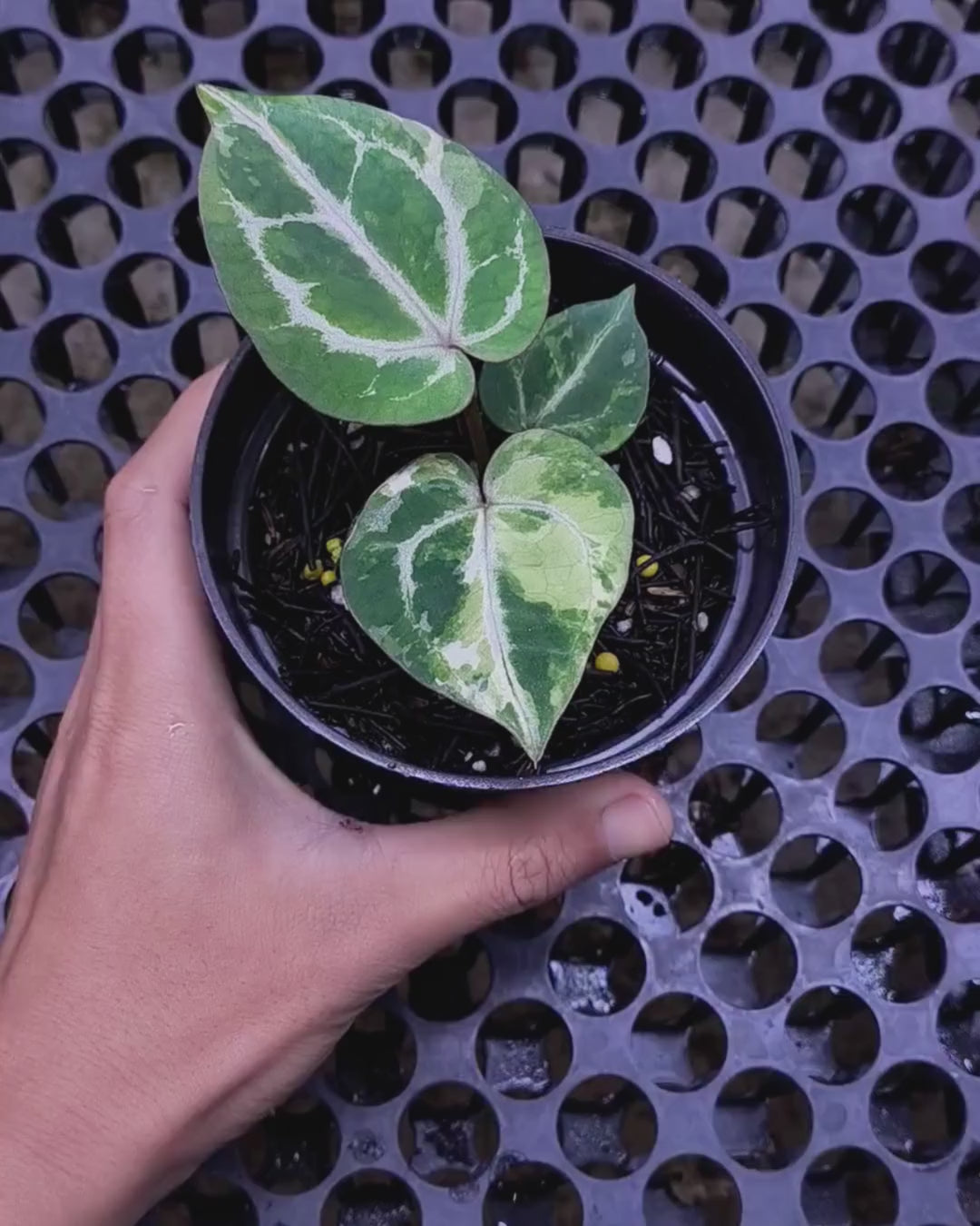 Anthurium Michelle x Silver Blush KOS/HU