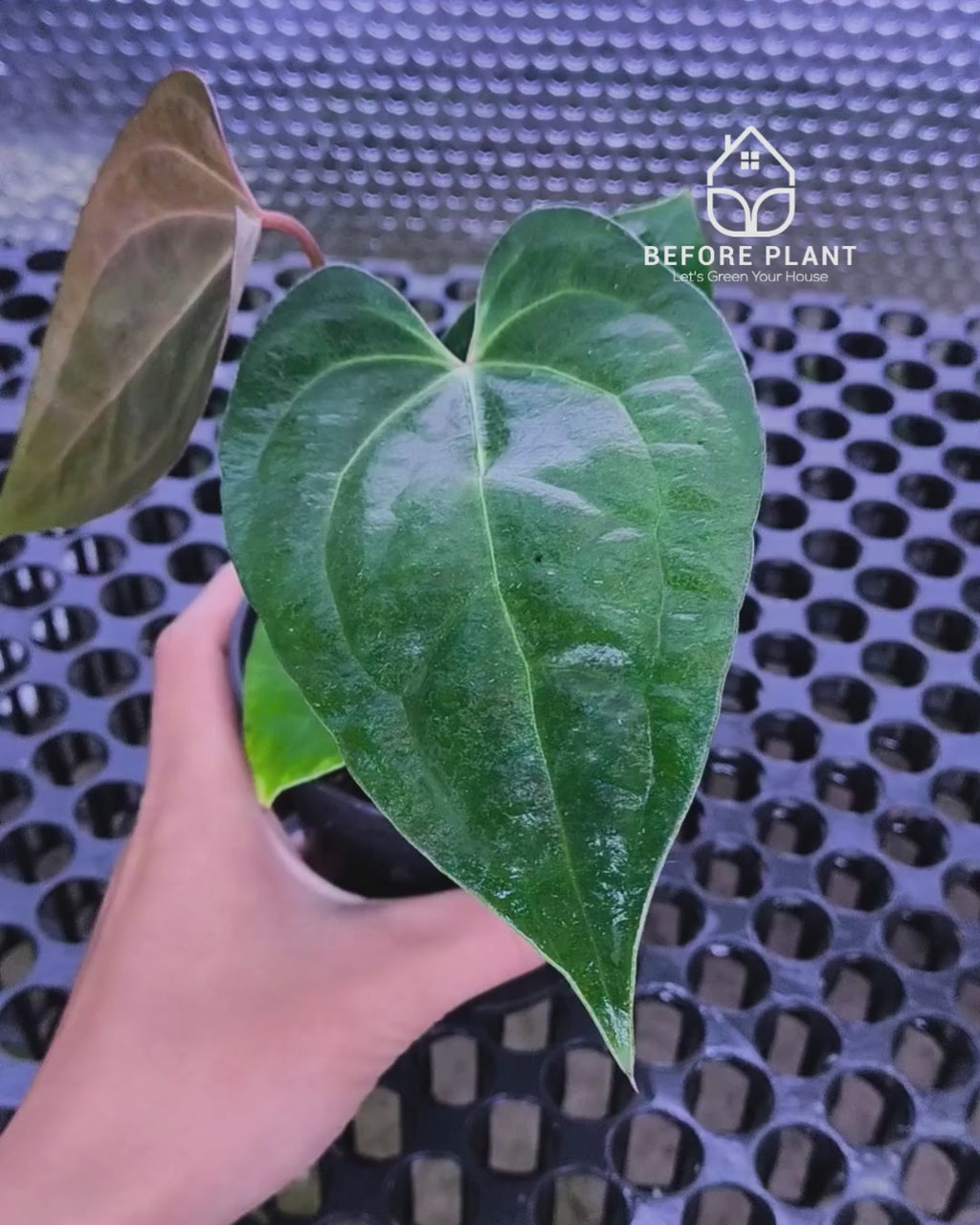 Anthurium Fort Sherman x Red Crystal