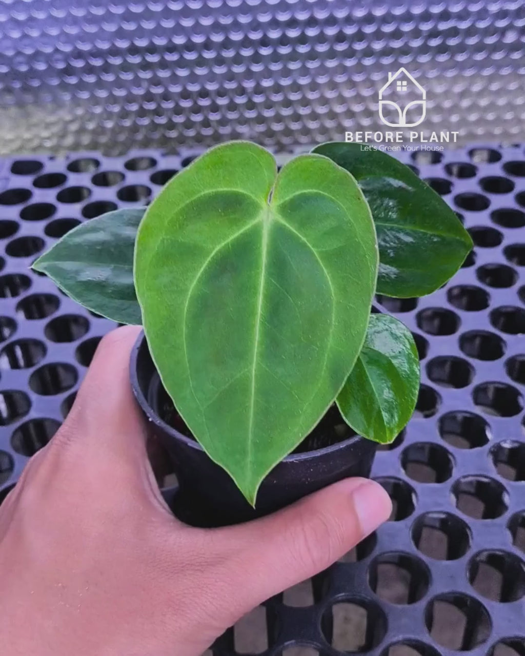 Anthurium Papillilaminum x Self