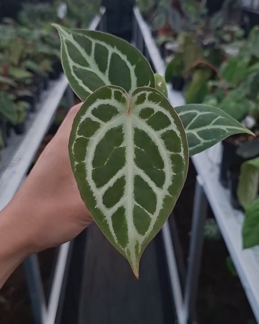 Anthurium Silver x Michelle