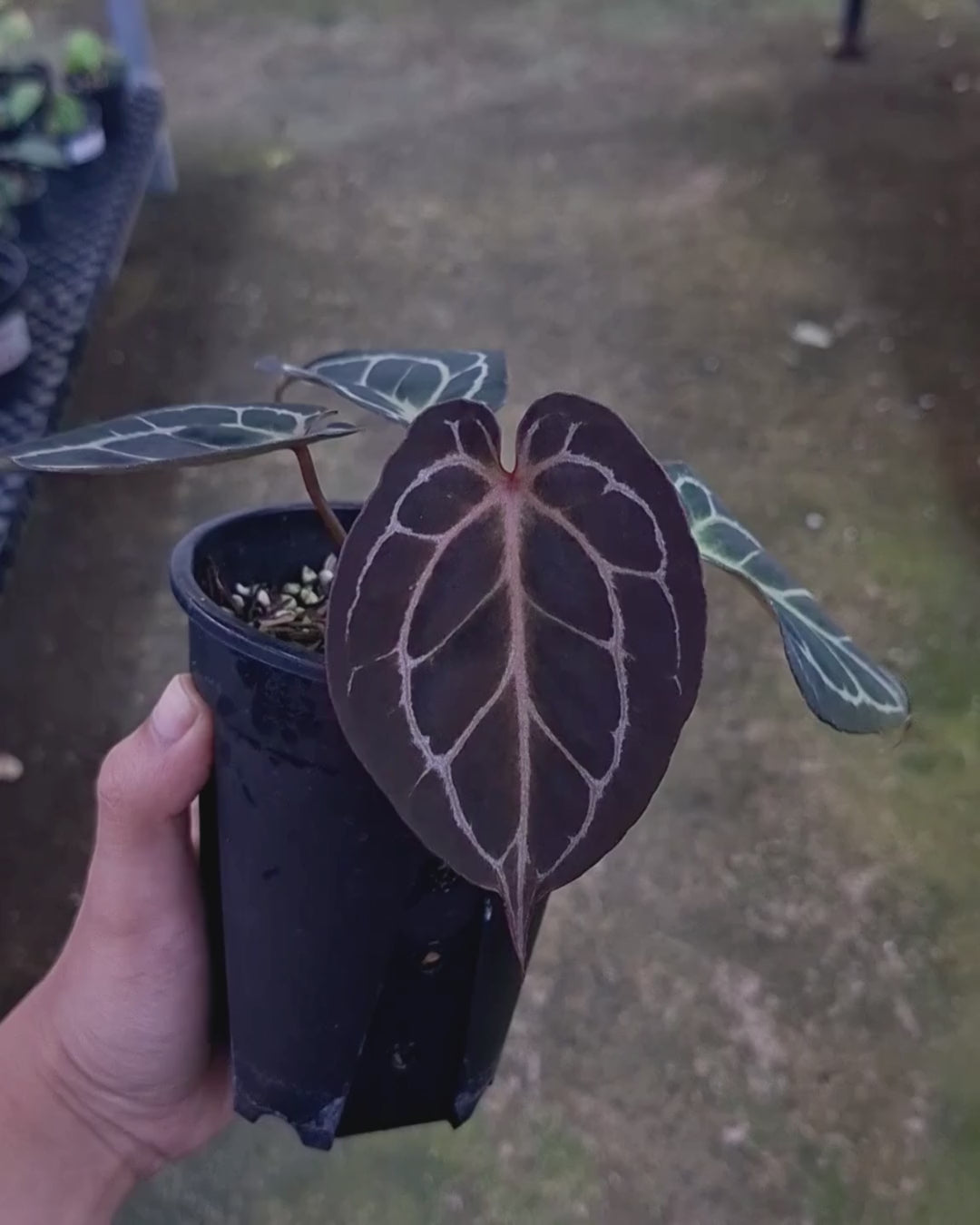 Anthurium Red Tiger Mutation