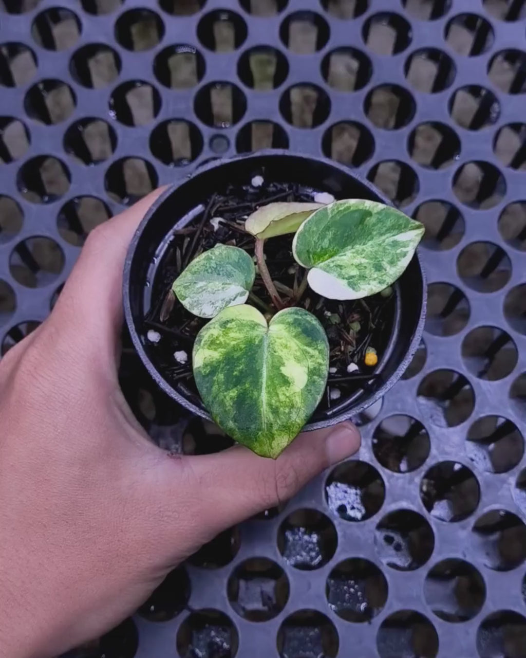 Anthurium Black Venom x RVC Michelle