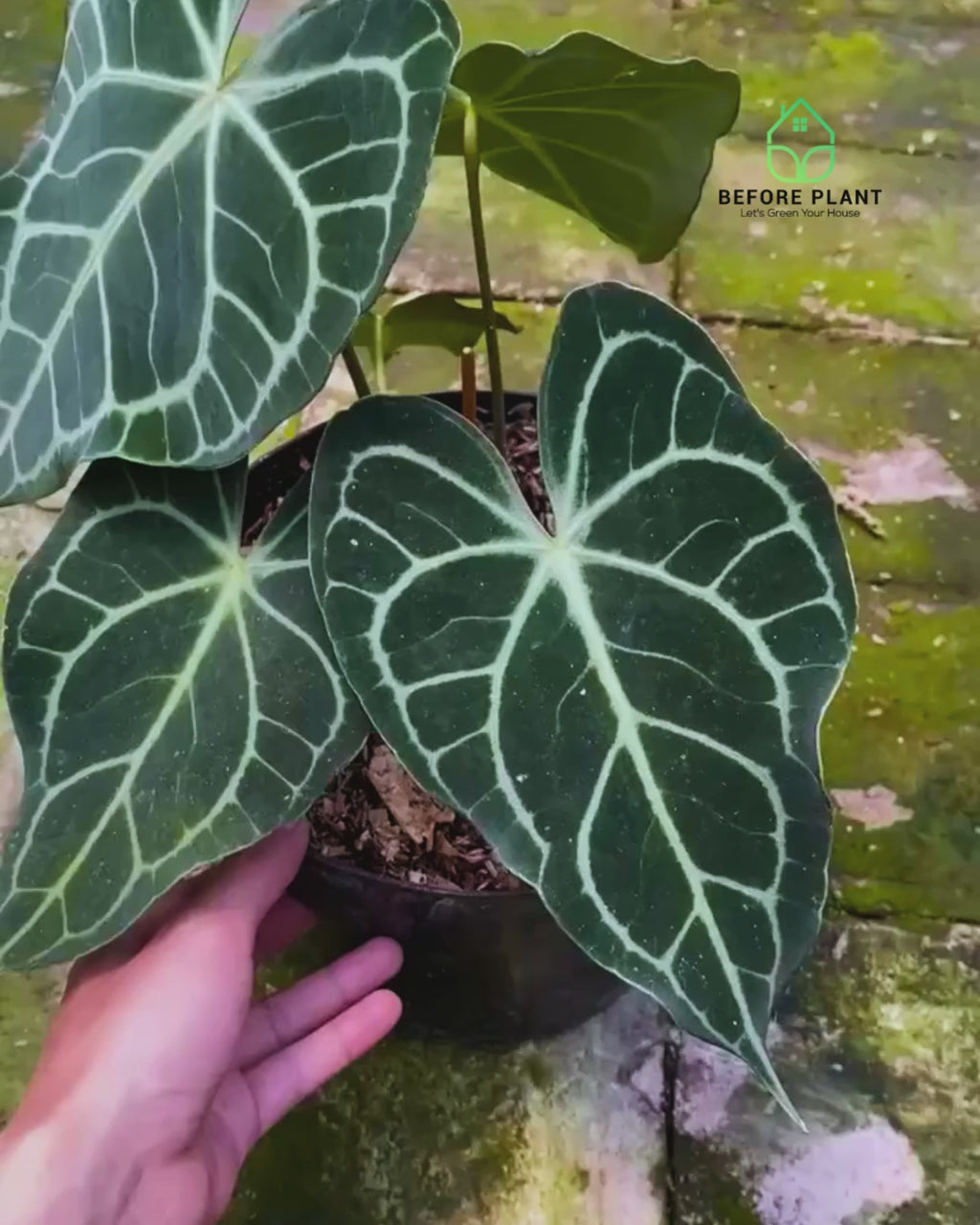 Anthurium Clarinervium