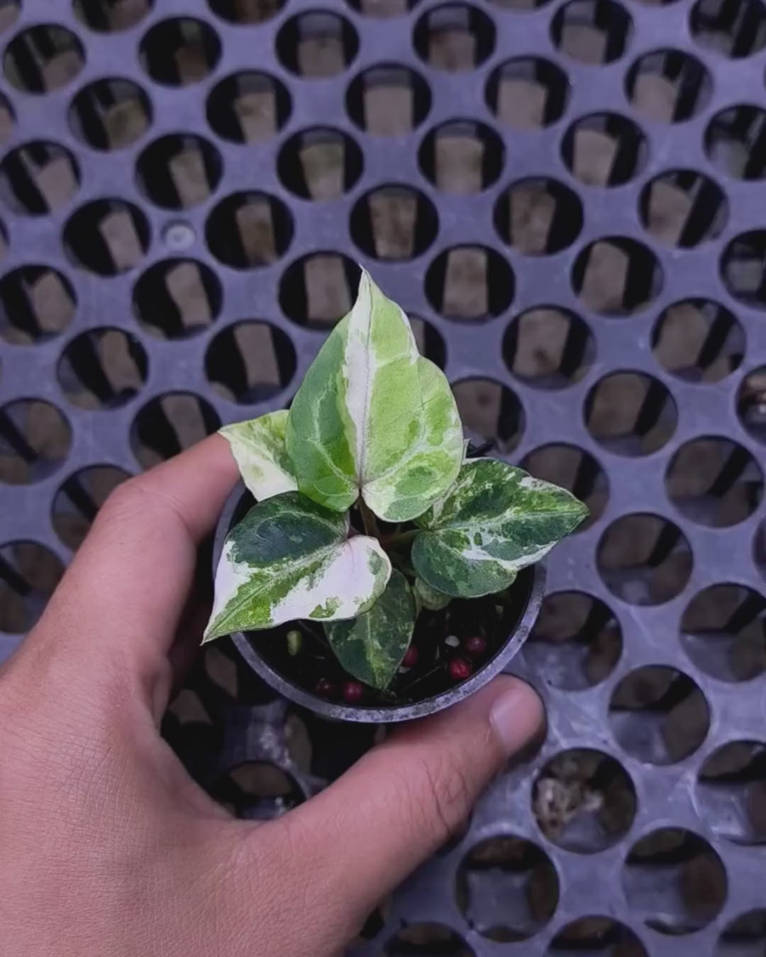 Anthurium Michelle x Silver Blush KOS/HU