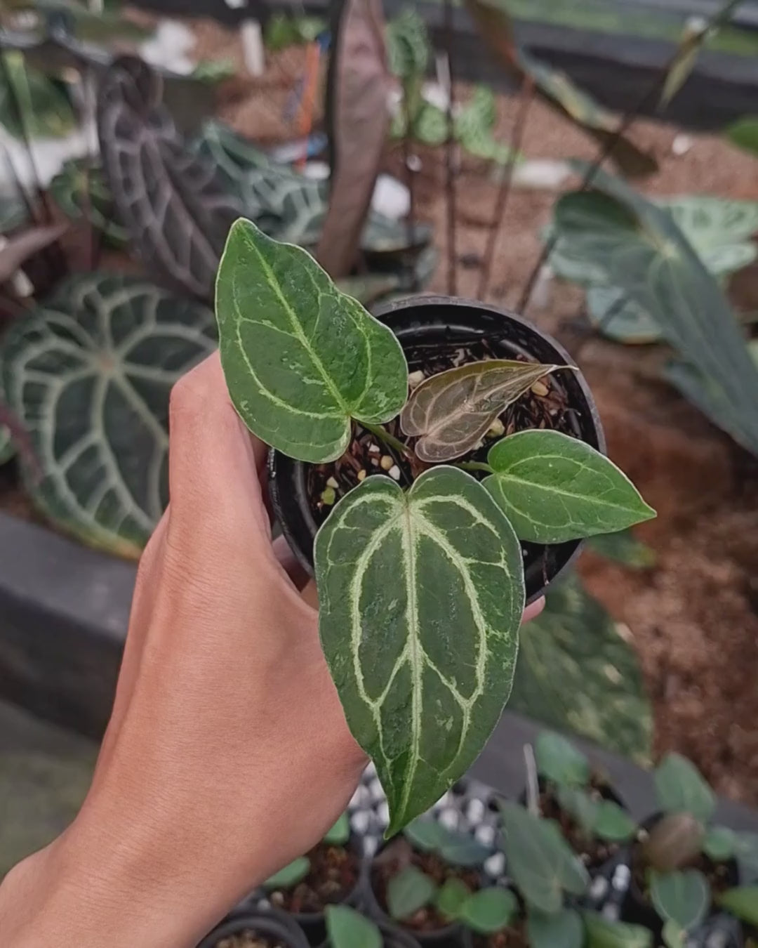 Anthurium Forgetii Blister x Silver Blush