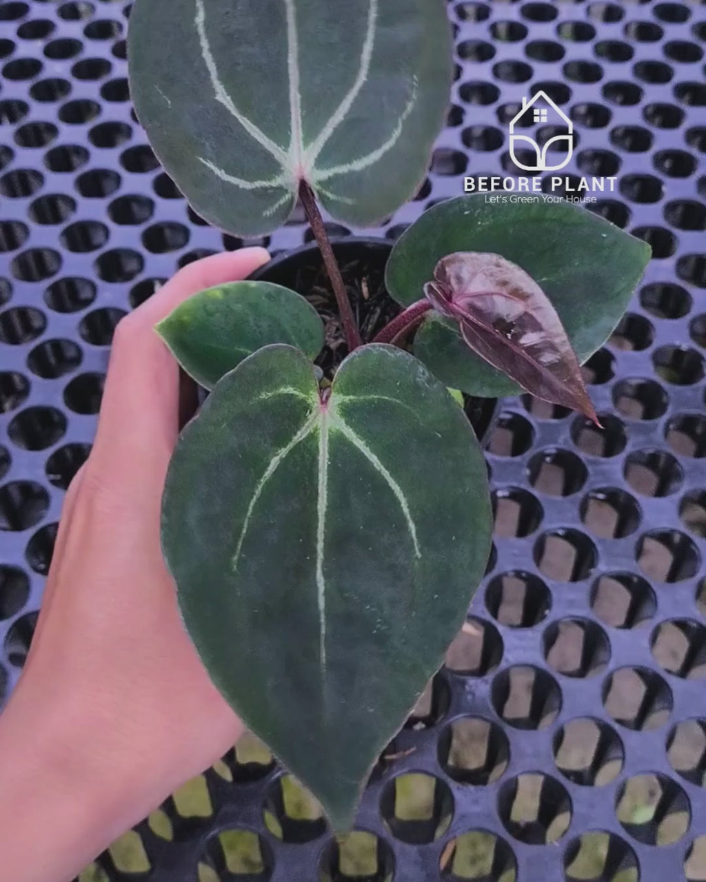 Anthurium Black Muscle x Tortoise Grey