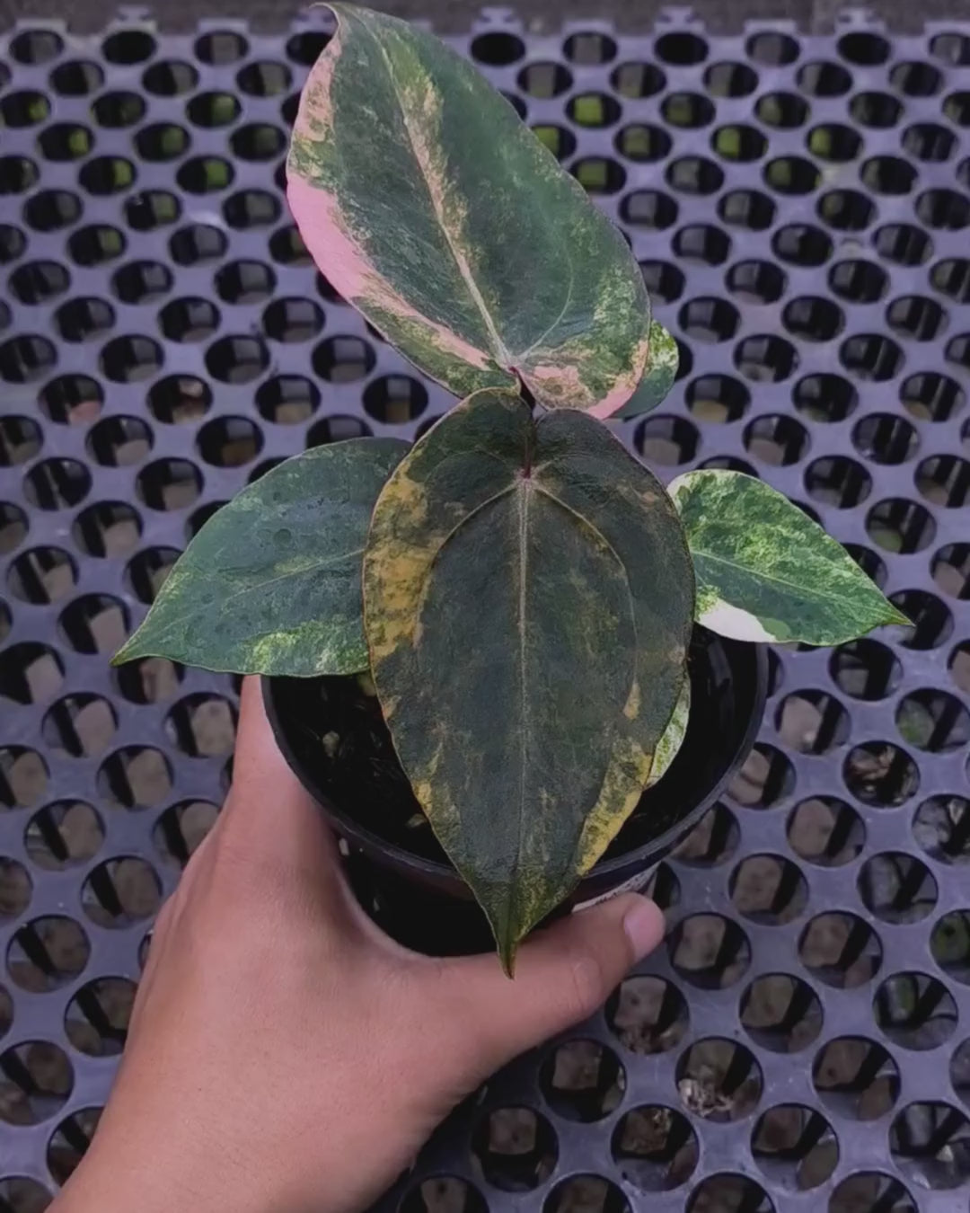 Anthurium Black Venom x Twilight Armor