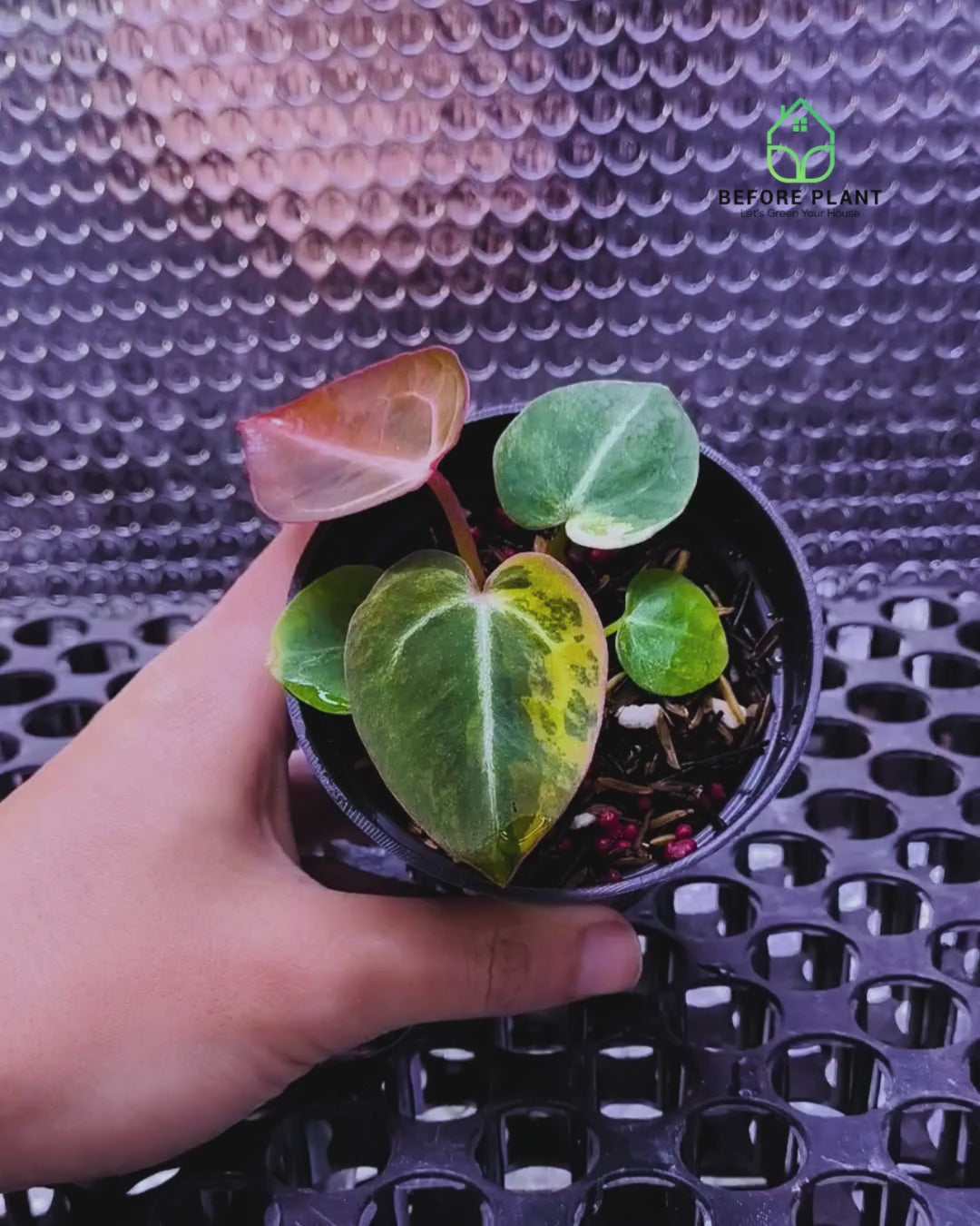 Anthurium Besseae x Michelle.