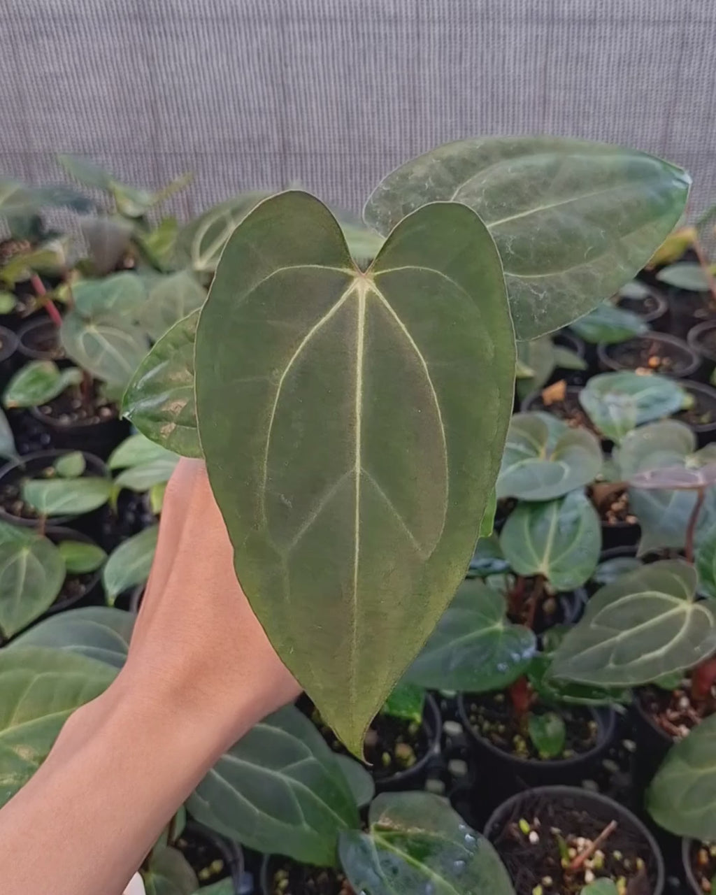 Anthurium Carla x Golden Sunrise RVDP