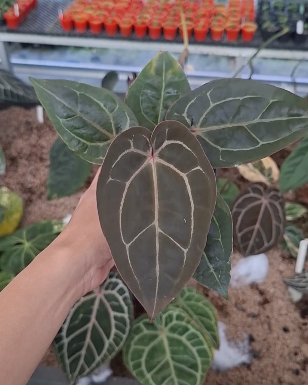 Anthurium Michelle X Indigo