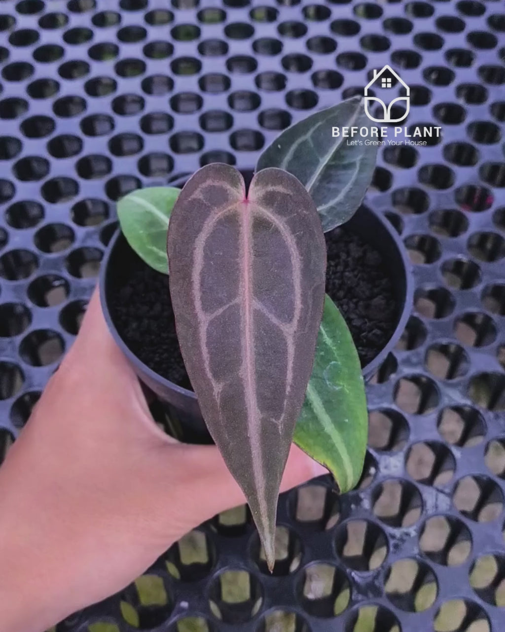 Anthurium ( Dark Handsome x Red Velvet Cake ) x Michelle Variegated