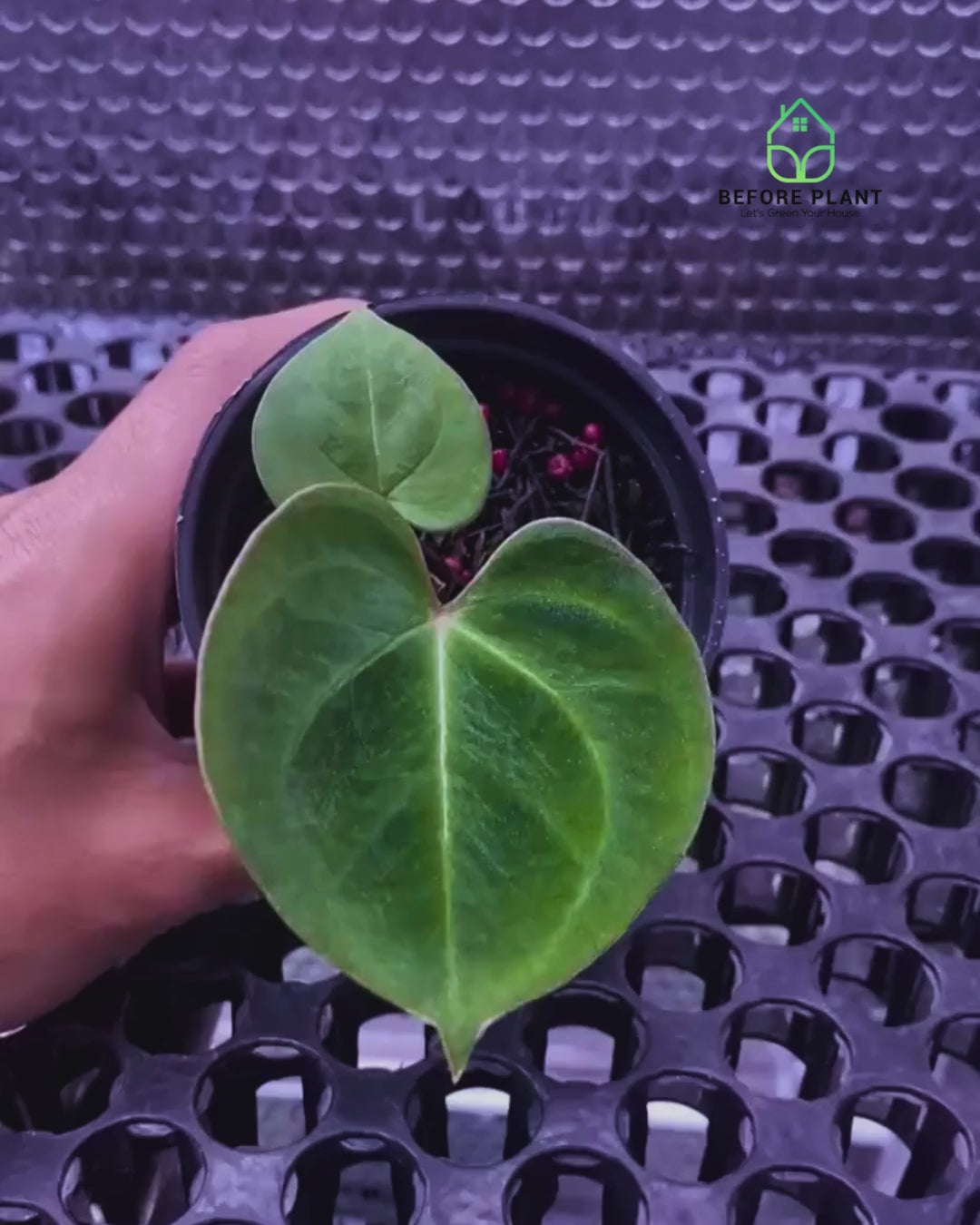 Anthurium King of Spades (HU) Seedling