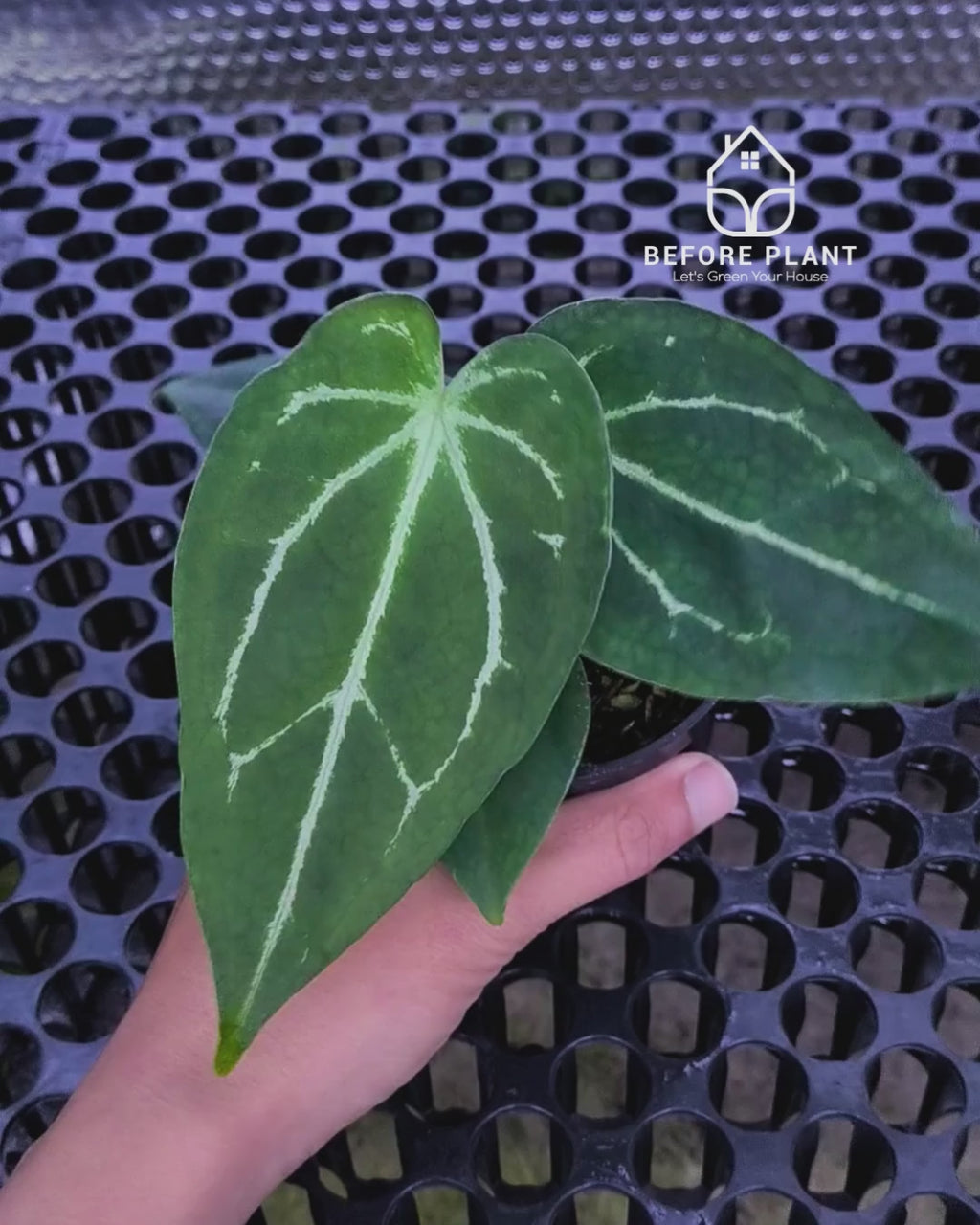 Anthurium Porti NSE x Dressleri NSE