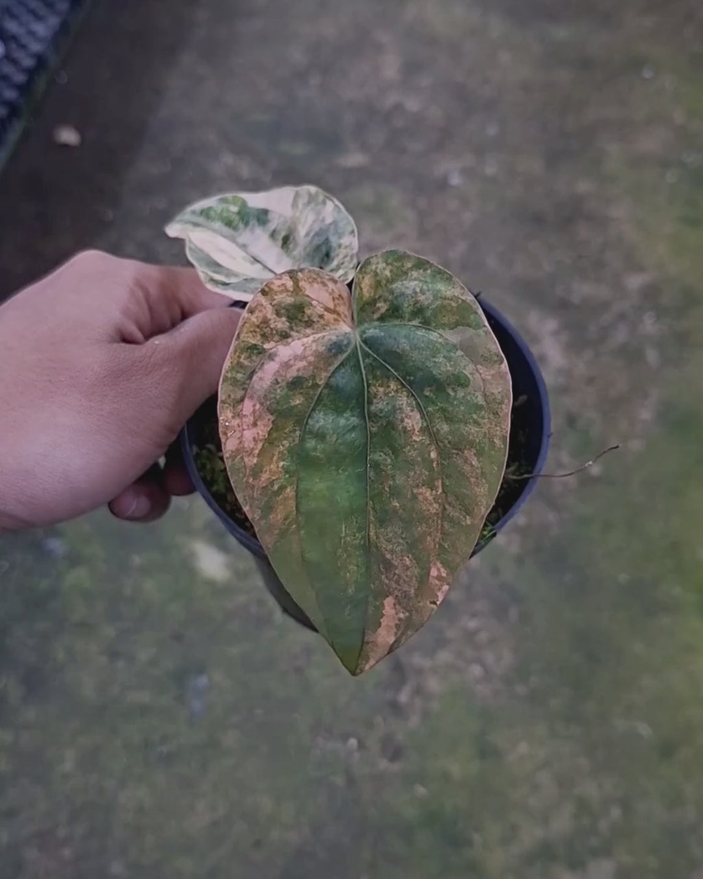 Anthurium Papillilaminum Variegated x Dressleri RG