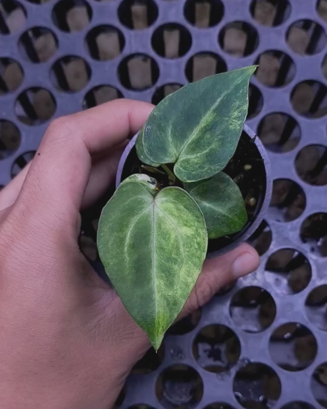 Anthurium Black Venom x Angela Black Widow