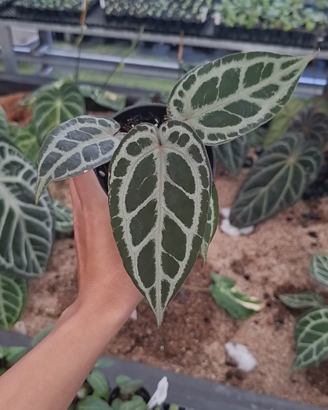Anthurium Red Tiger
