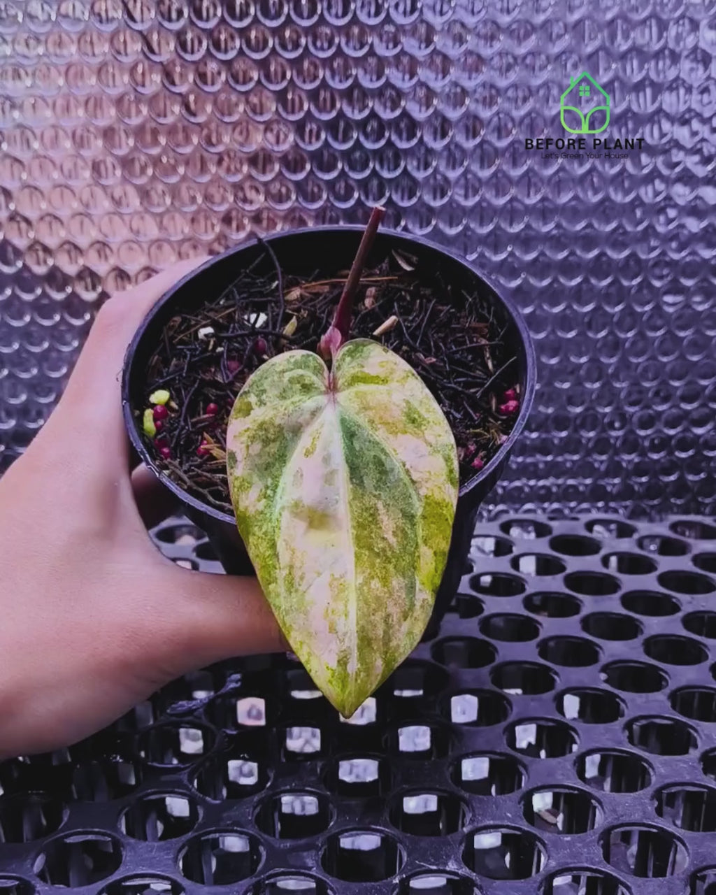 Anthurium Papi Variegated x Carla