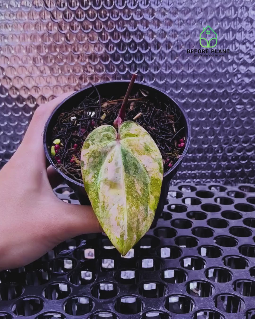 Anthurium Papi Variegated x Carla