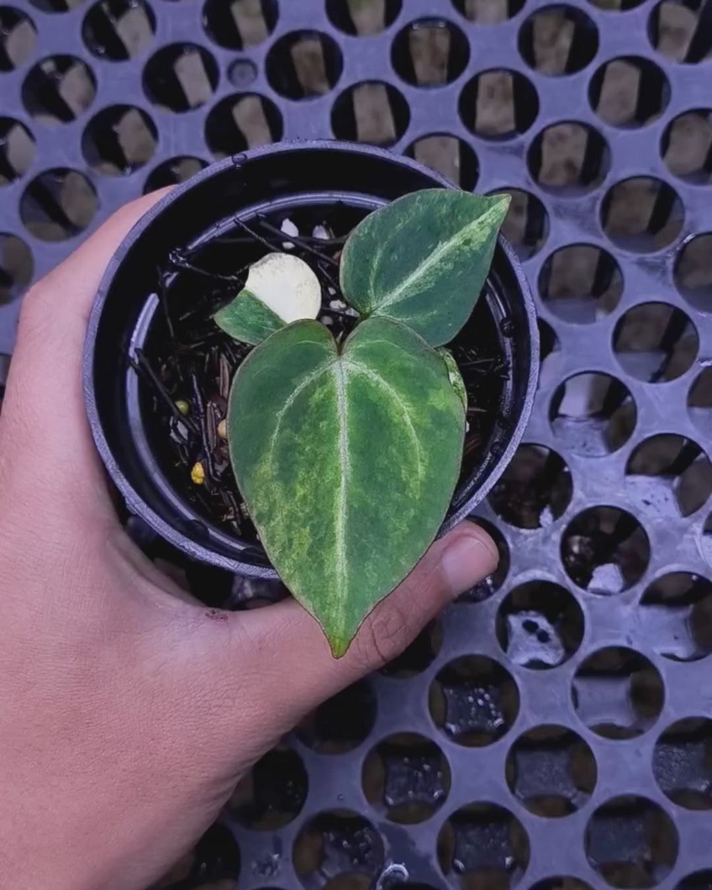 Anthurium Black Venom x RVC Michelle
