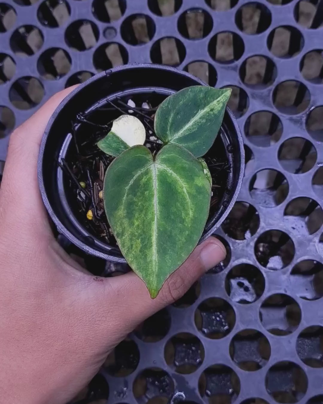 Anthurium Black Venom x RVC Michelle