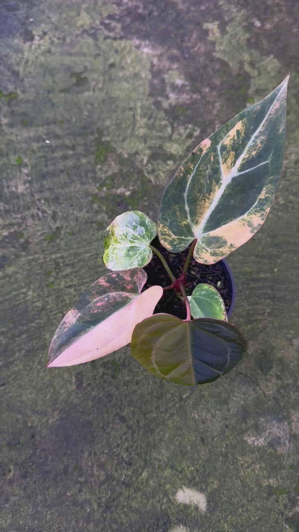 Anthurium Black Venom x Twilight Armor