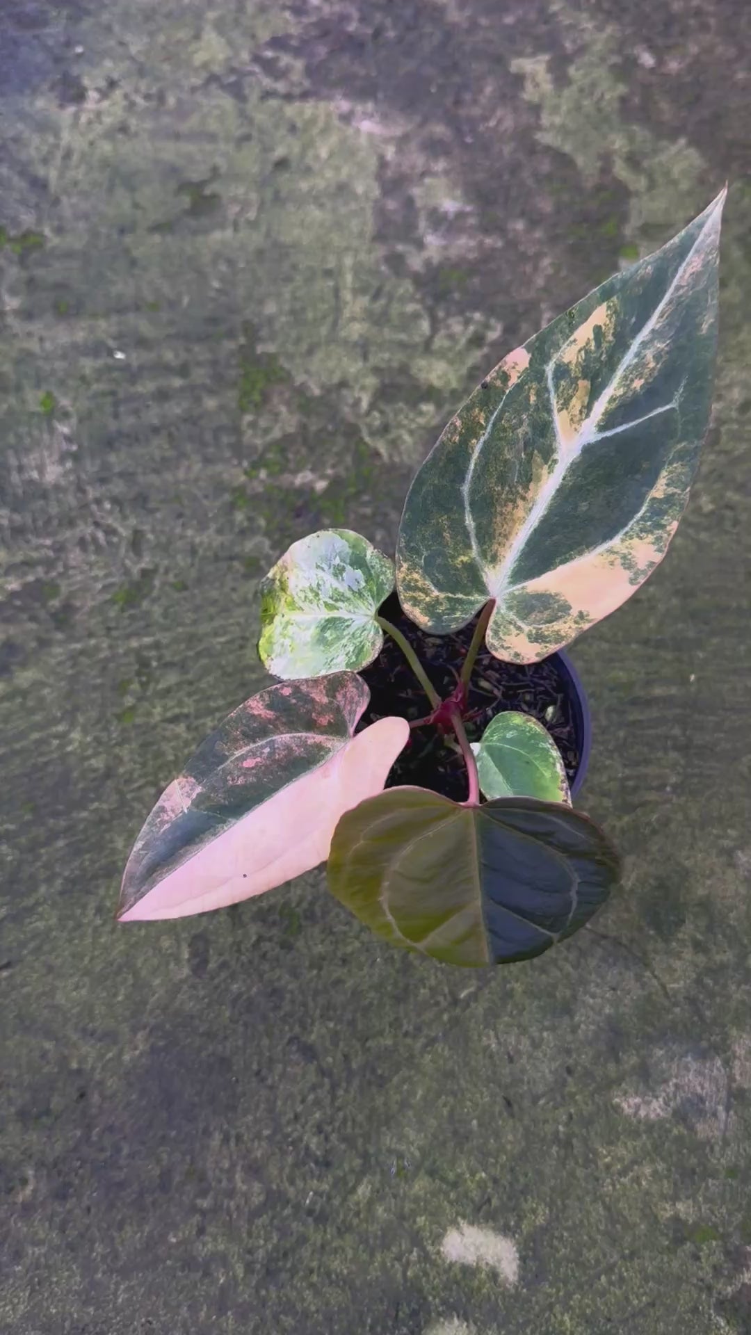 Anthurium Black Venom x Twilight Armor
