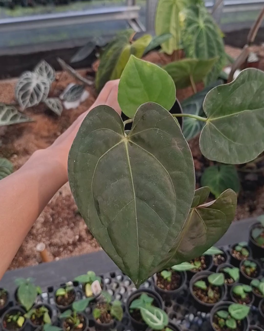 Anthurium Night Queen x Zara Michelle
