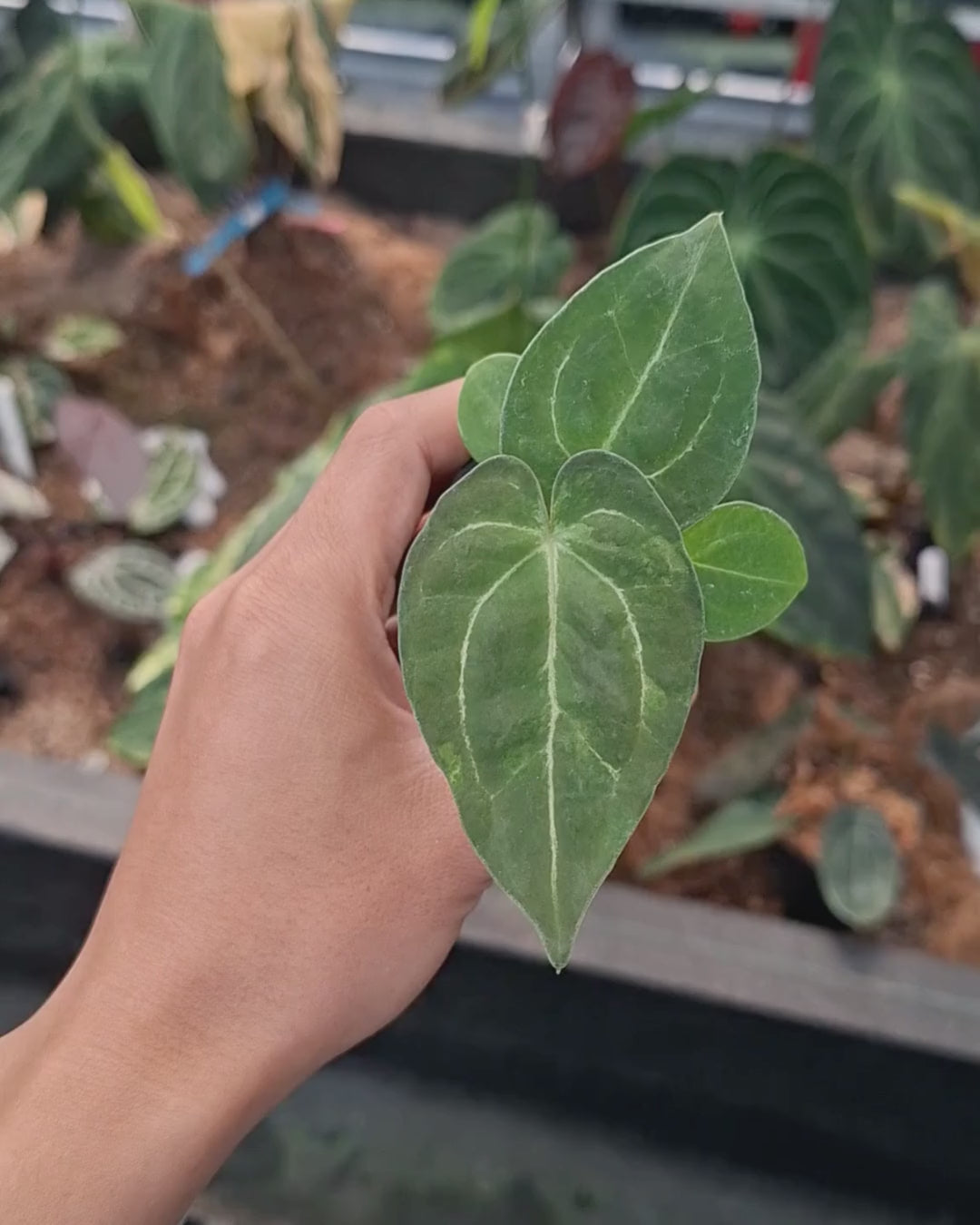 Anthurium Forgetii Blister x Indigo
