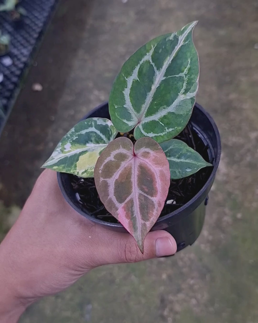 Anthurium Michelle x Silver Blush KOS/HU