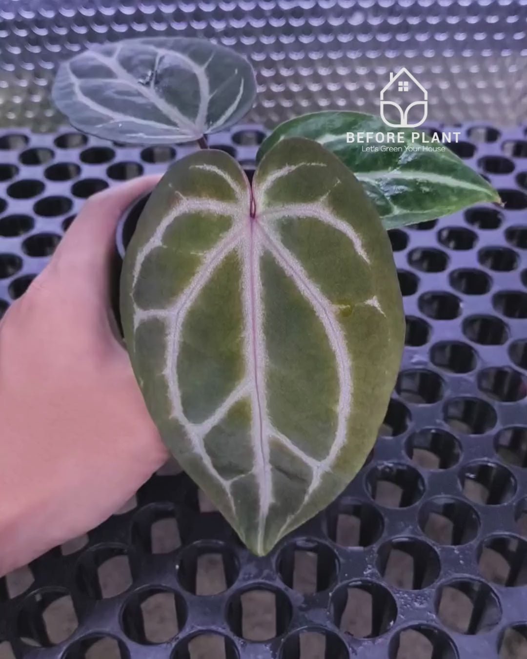 Anthurium Michelle X BVIT ZM RED