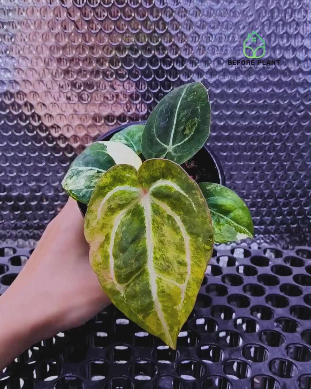 Anthurium Papi Variegated x Michelle