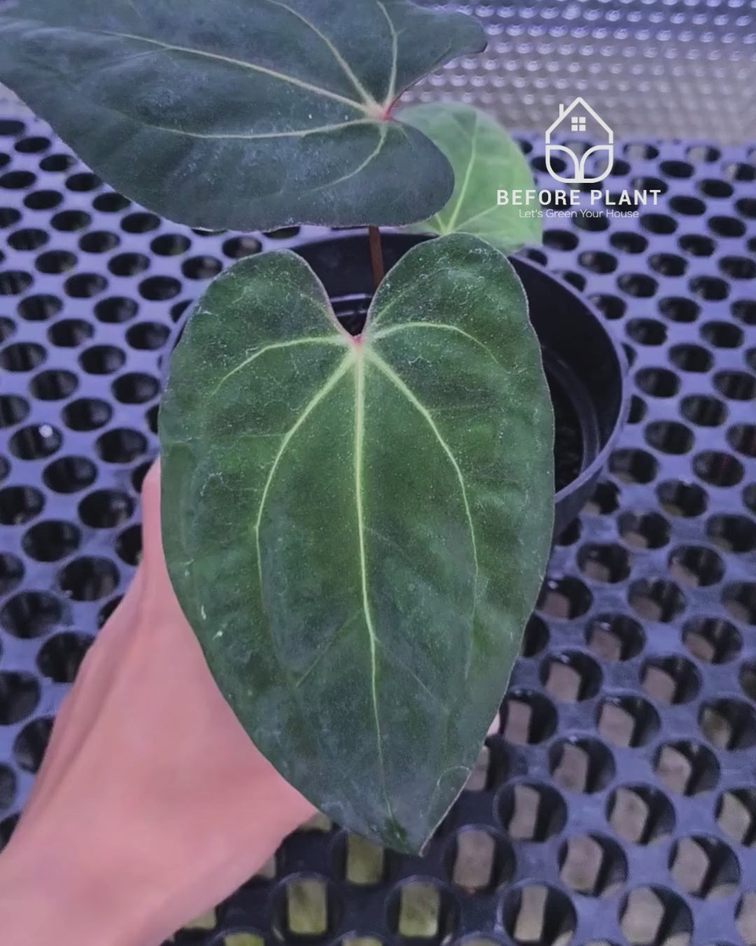 Anthurium Night Queen X Red Crystallinum