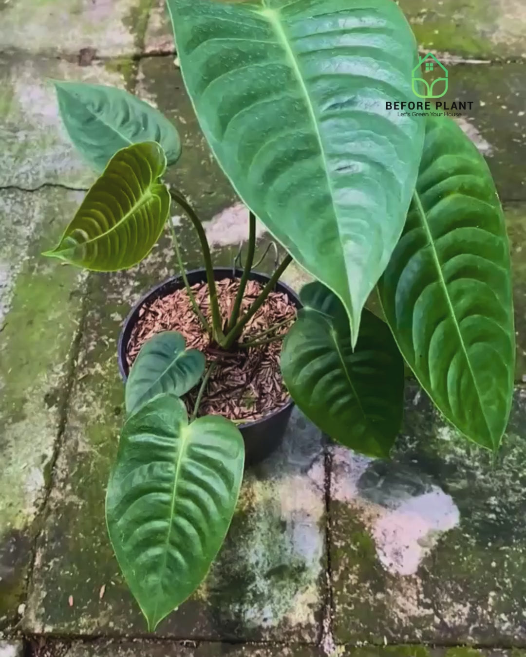 Anthurium Veitchii King
